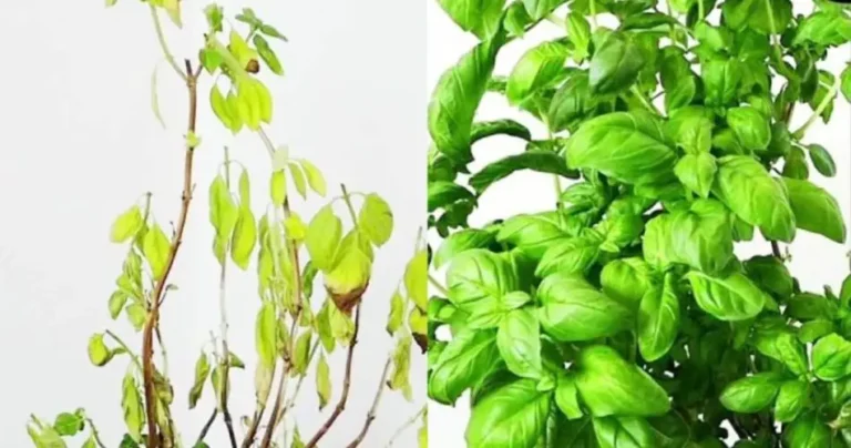 Rotten basil, how to recover it in a few minutes: the old trick