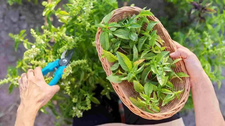 The only way to store dried basil: it is a valuable resource in the kitchen