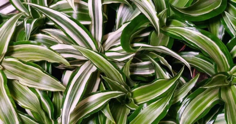 6 plants that require little light, ideal for low light environments: the list