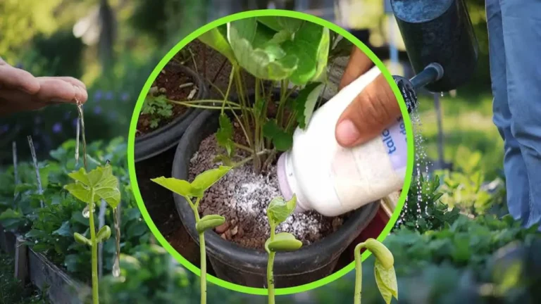 TALCUM IN PLANTS, SOLVE A VERY COMMON PROBLEM: ALL THE NEIGHBORS WILL WANT TO KNOW THE TRICK