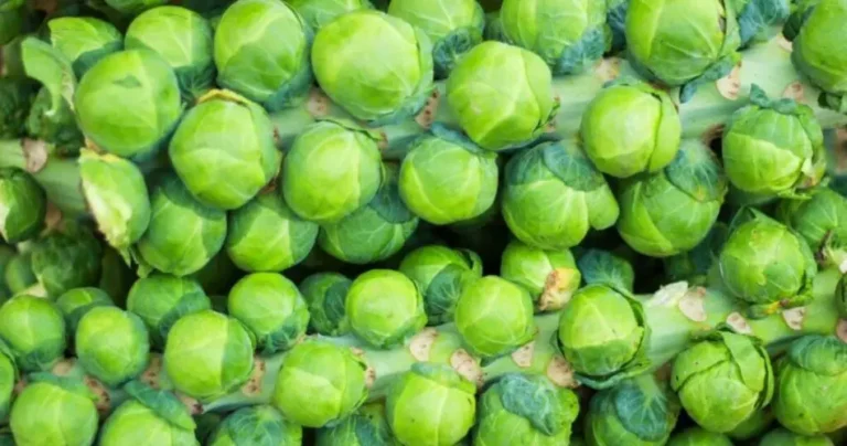 Here’s How to Grow Brussels Sprouts in Pots: The Expert’s Guide