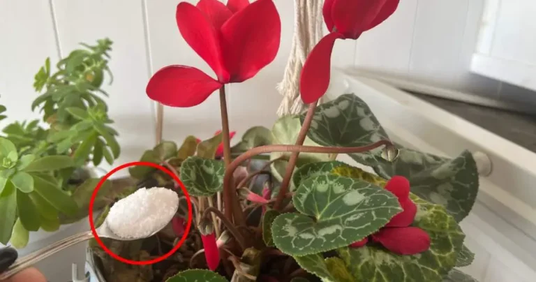 Perennial and vigorous cyclamen, that’s what it takes to make it grow indefinitely