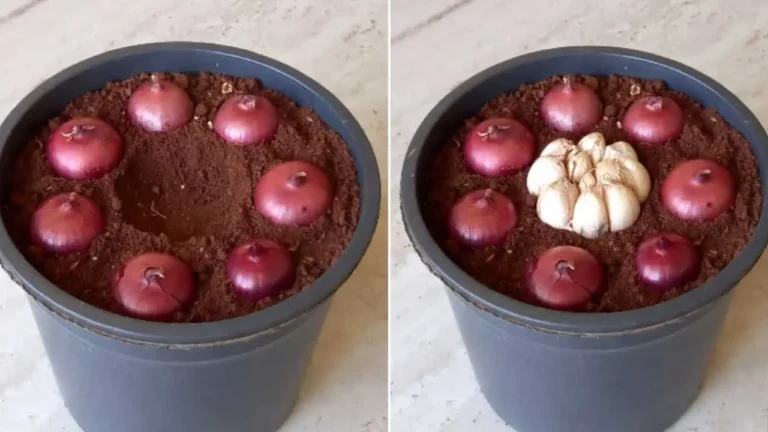 Plant 7 onions, you will be pleasantly surprised by the results: what to expect