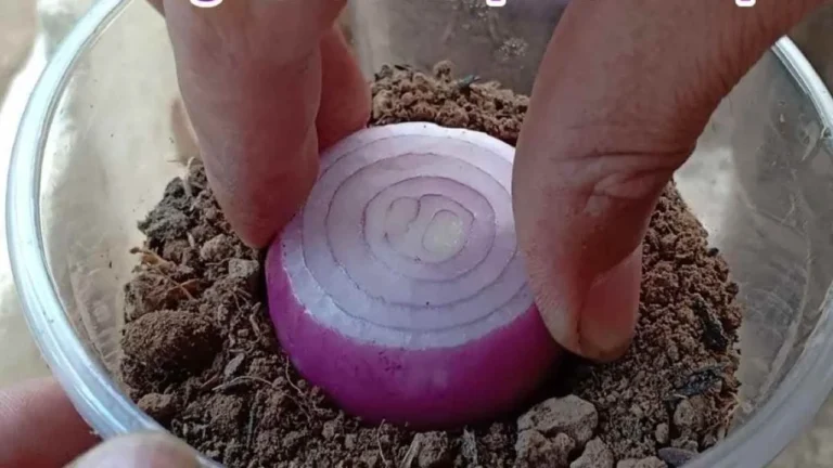 BURY ONIONS IN A GLASS FULL OF SOIL: WHAT HAPPENS 7 DAYS LATER