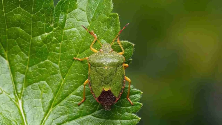 How to eliminate a bug without touching it: 40 seconds will be enough to get rid of it