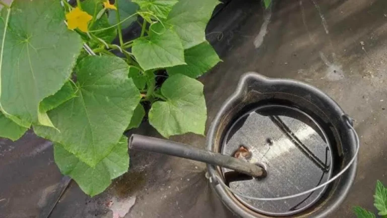 THIS COMPOUND KEEPS TOMATOES, PEPPERS, AUBERGINES AND ONIONS ALIVE FOR YEARS