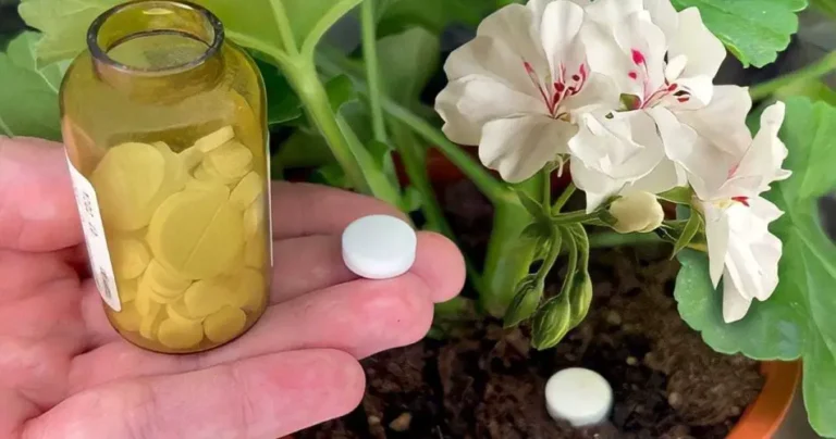 1 tablet is enough to make any flower in the house bloom: it will immediately come to life