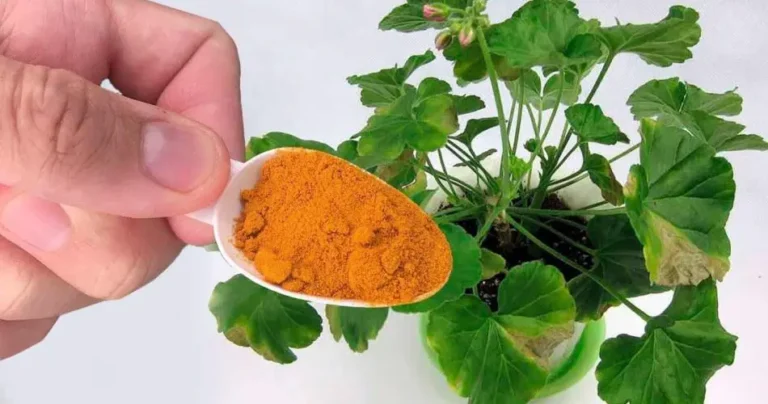 Place a teaspoon under any flower in the house and it will bloom like never before