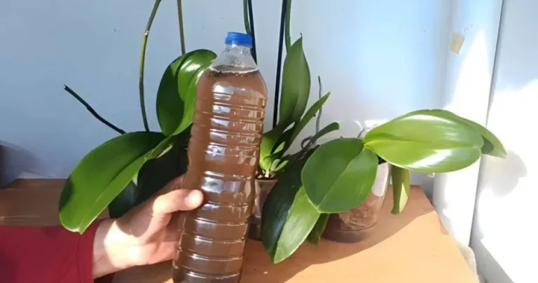 Do this often so that all orchids bloom profusely: they last longer