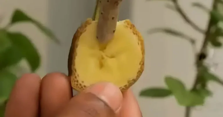 Bougainvillea: reproduce it to infinity with the banana trick like the nurserymen