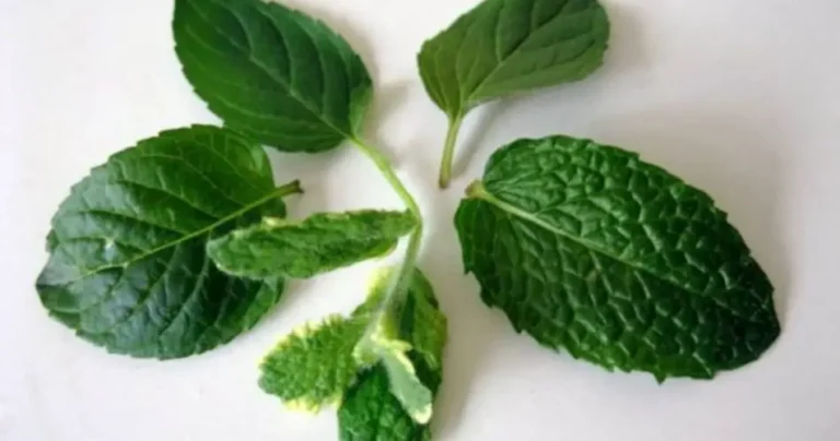 Leave 5 mint leaves on the window before bed: here’s why