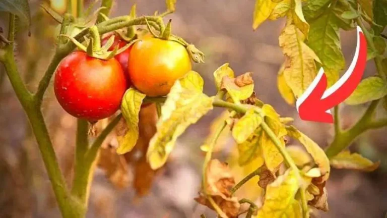 THE EFFECTIVE REMEDY TO RESUME YELLOWING TOMATO LEAVES REVEALED