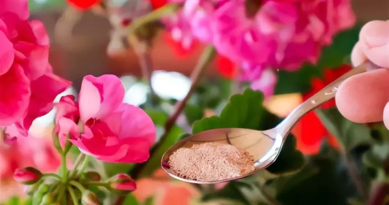 Pour this on your geraniums and they will bloom immediately – they have never been so leafy