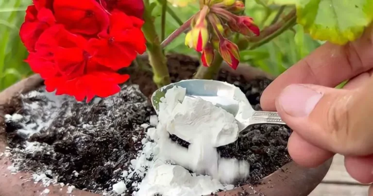 Healthy and lush geranium: with 1 tablespoon of this it comes to life immediately