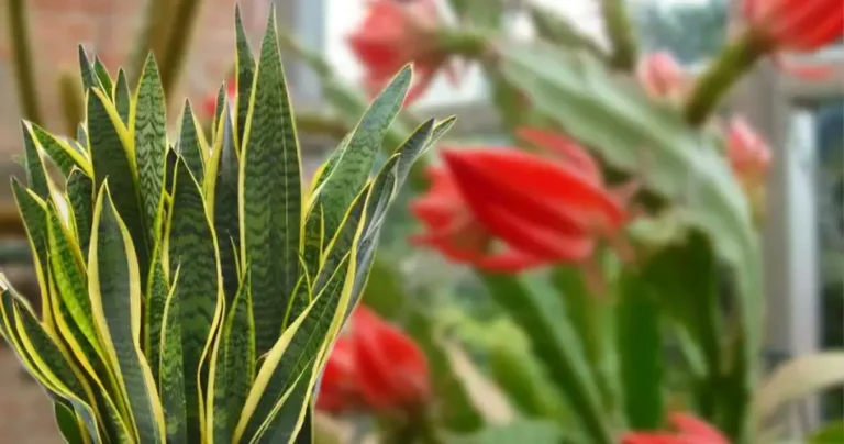 Mother-in-law’s tongue, place it here: the ideal place for it to bloom and last a long time