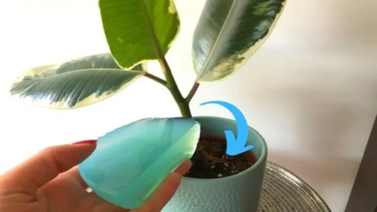 WITH THIS TRICK YOU WILL NO LONGER HAVE TO WATER YOUR PLANTS FOR ENTIRE WEEKS