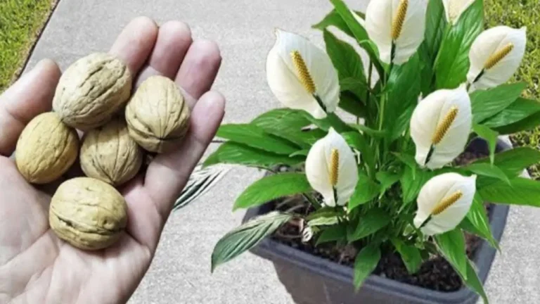 Don’t throw them away, they are gold for the growth of your plants: they will flower in a short time