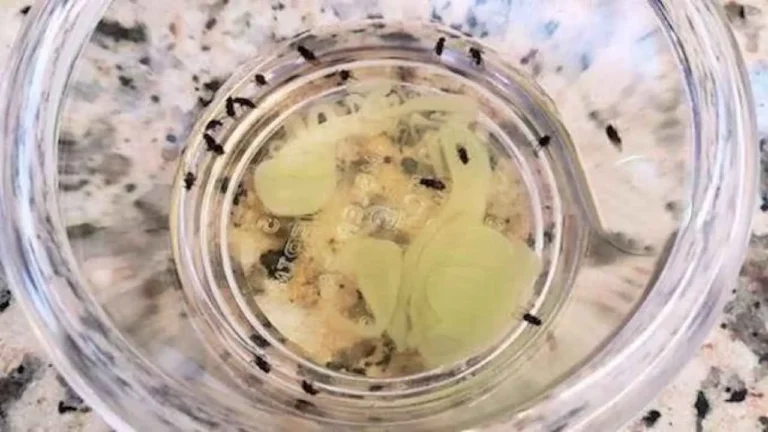 INVASION OF MIDGES IN YOUR HOUSE, WITH THESE 2 INGREDIENTS YOU CAN GET RID OF THEM INSTANTLY