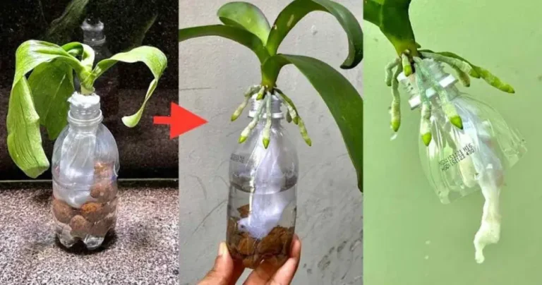 Do this and you will never worry about reviving a rootless orchid again.