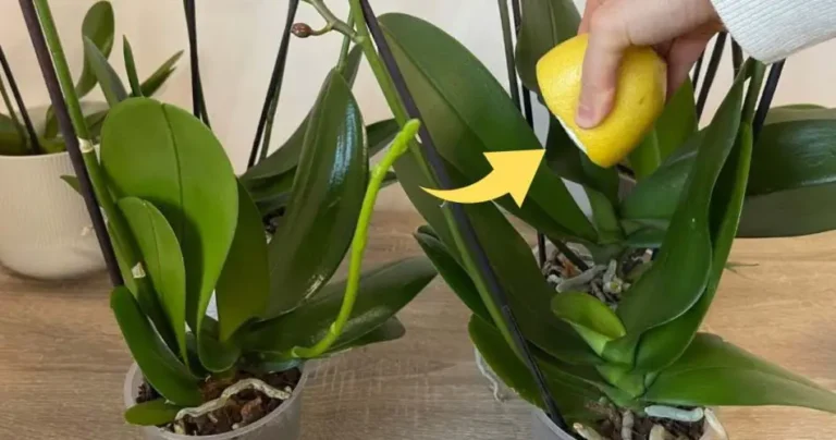 Healthy and lush orchid if you use this ingredient: the nursery method