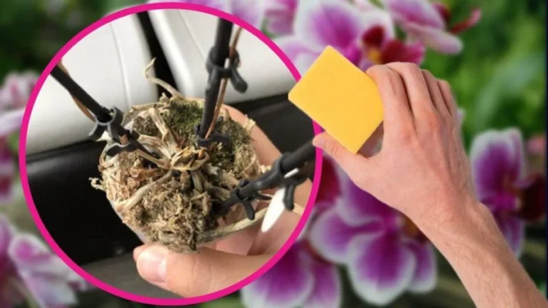 DRIED ORCHID, WITH THE SPONGE TRICK, IT IS REBORN IN A FLASH: THE ANCIENT GRANDPARENTS’ REMEDY