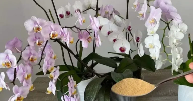 Orchids, only if the plants grow like this quickly and do not rot