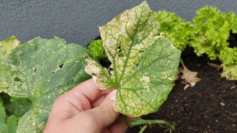 Spray this liquid on the leaves of cucumbers and tomatoes: they stop turning yellow