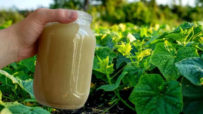 PUT A LITER ON THE CUCUMBERS AND THE GARDEN WILL NEVER BE THE SAME AGAIN: UNIQUE RESULTS