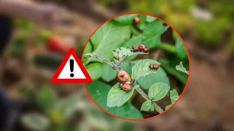 PEST INVASION, WHY THEY ARE ATTACKING CROPS: THE REASON IS SERIOUS