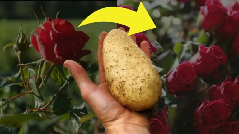 1 POTATO IS ENOUGH TO MULTIPLY A BEAUTIFUL ROSE, THE MAGIC NURSERY TRICK: CRAZY