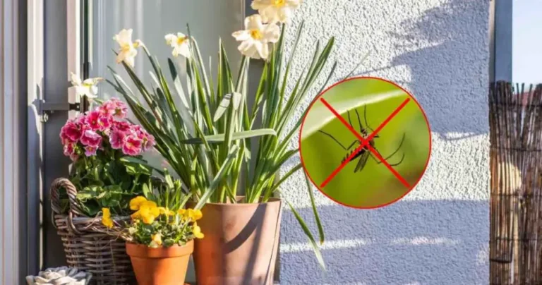 7 aromatic and beautiful plants to have on the balcony: they keep flies and mosquitoes away