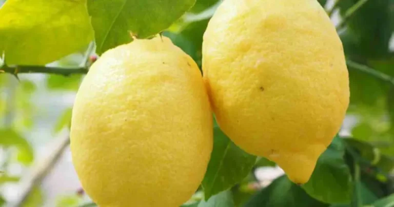 Accelerate the growth of your lemon tree like this: “I didn’t know that”