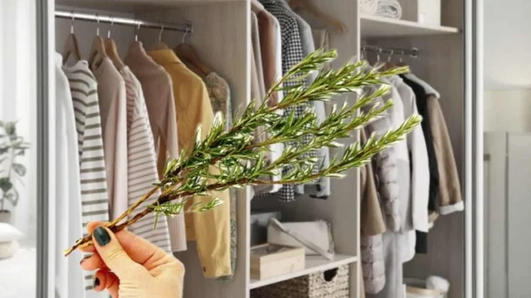 1 sprig of rosemary in the cupboard, they even make it in the laundry