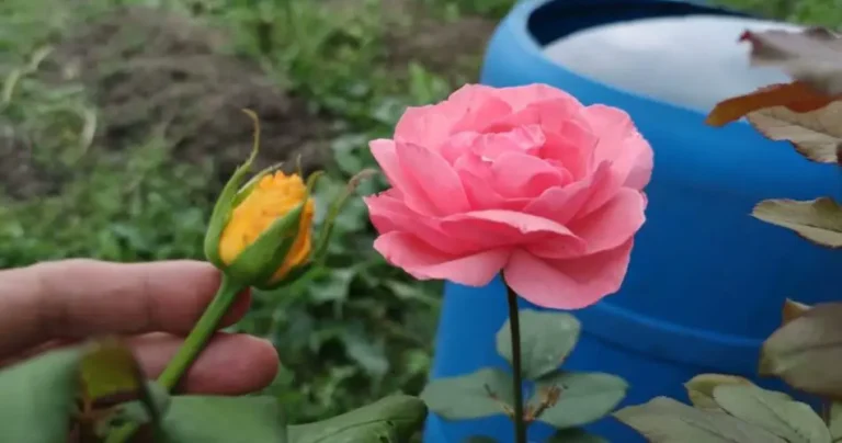 How to graft a rose into another variety: the trick finally revealed