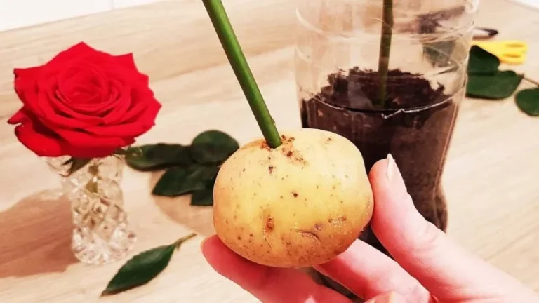 How to reproduce roses with 1 potato: only in this way will they multiply infinitely