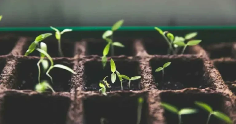 All the experts are putting beer on plants: here’s why