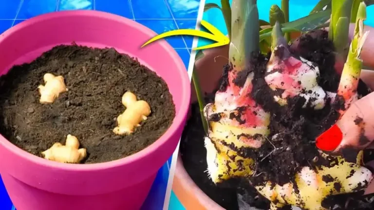 Here’s how to grow ginger at home so you can have endless use of it.