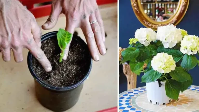 Here’s how to grow hydrangea in pots, a beautiful flower that perfumes the whole house.