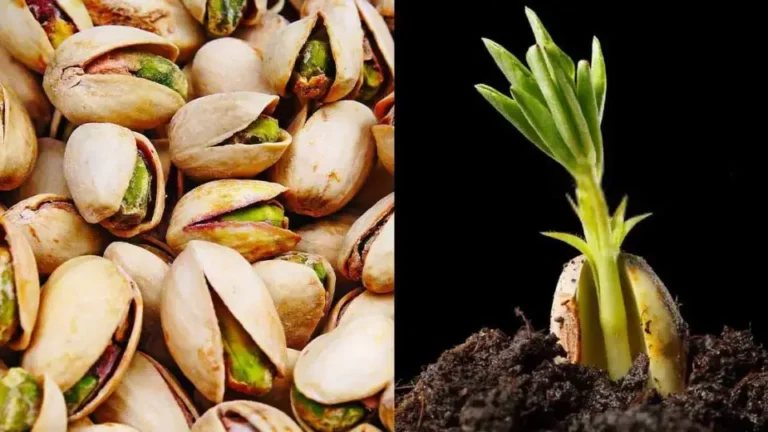 Here’s how to sprout and grow pistachios in pots with extreme ease