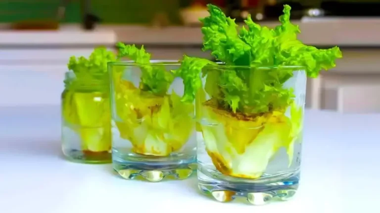 Here we show you how to grow lettuce to have an endless supply and stop buying it. 