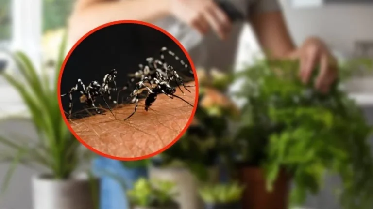 NO MORE MOSQUITOES IN THE HOUSE OR GARDEN WITH THIS SCENTED PLANT