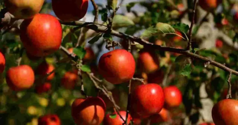 Fruit trees at the end of March: here are the best ones to grow now