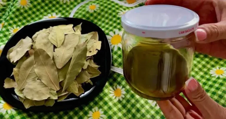 Bay leaves immersed in a bottle of oil: countless and immediate benefits