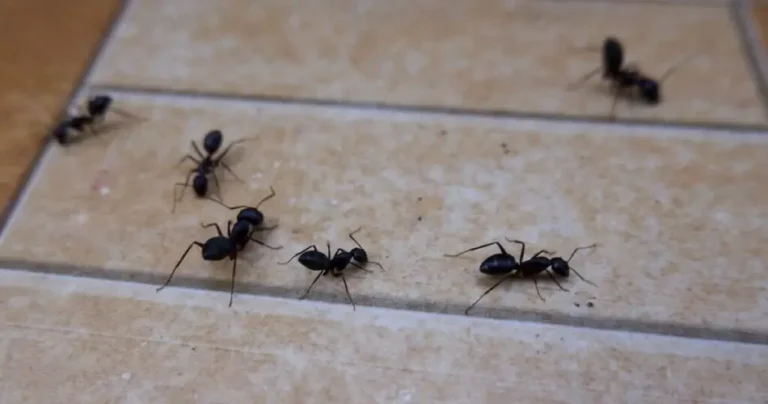 Ants will soon arrive in the house: this is how to clean the floor to scare them away