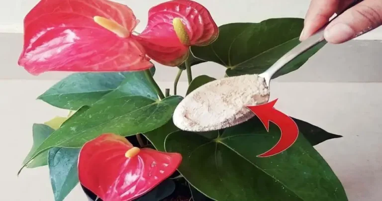 Anthurium, a handful is enough for it to bloom like never before: it lasts for years