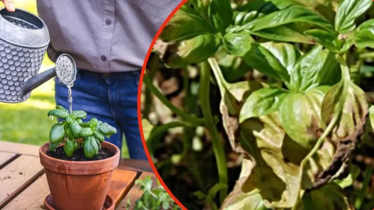 BASIL, NEVER WATER IT THIS WAY: YOU WILL ROT IT IN 1 SECOND