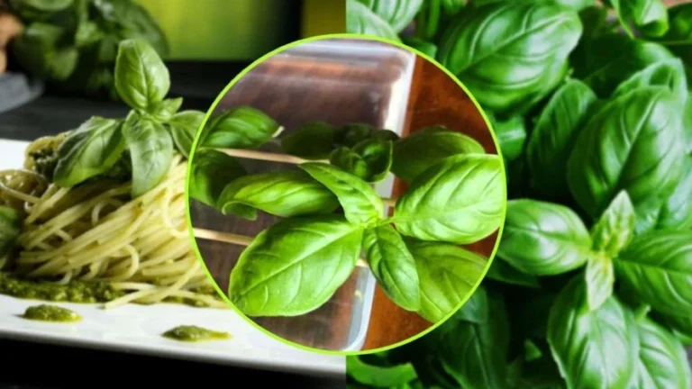 WEEDS, WATCH OUT FOR THIS ONE: DON’T MAKE THIS SERIOUS MISTAKE IF YOU FIND IT | GROWS IN ALL GARDENS