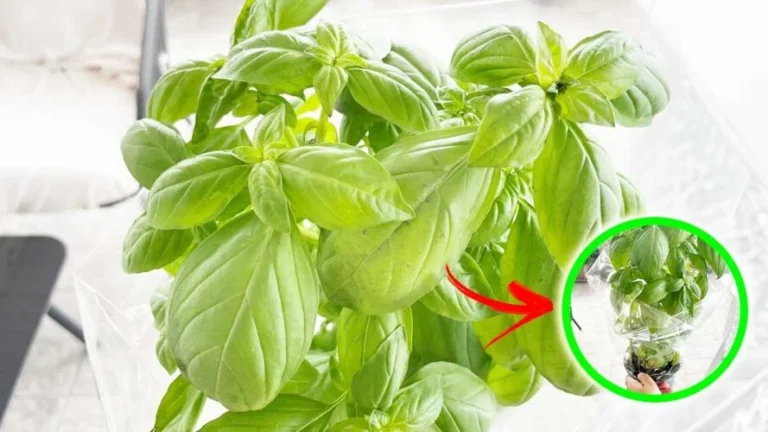 HOW TO MAKE BASIL FROM THE SUPERMARKET LAST LONGER