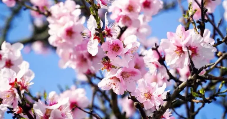 How and where to plant the almond tree? Here is the expert guide