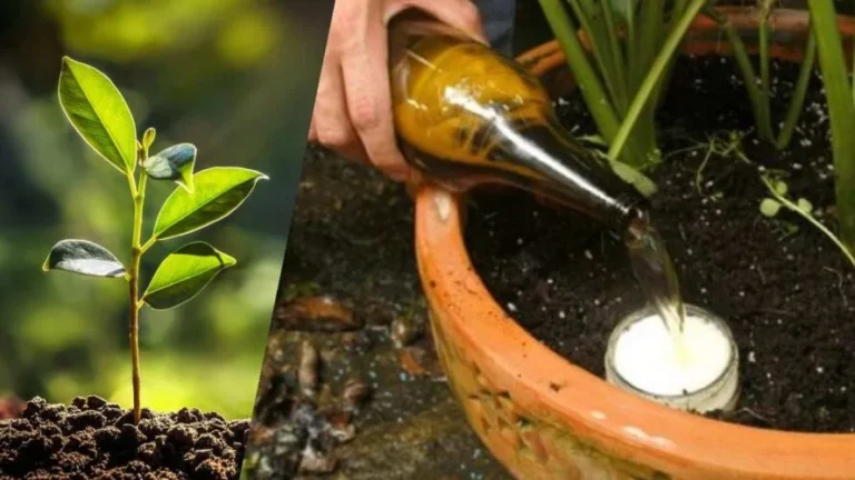BEER IN PLANTS, EVEN BETTER THAN WATER: WATER THEM LIKE THIS AND YOU WILL SEE WHAT A SHOW!